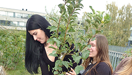 Schülerinnen pflanzen einen Baum