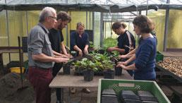 Erasmus+-Teilnehmende bei der Pflanzarbeit